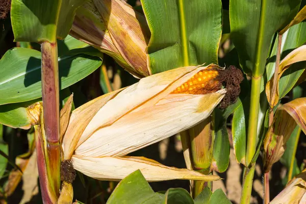 Altın sarı mısır taneleri ile güneş olgunlaşmış koçanı Close-up.