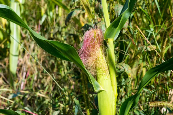 Planta de maíz joven todavía verde en un campo de maíz . —  Fotos de Stock