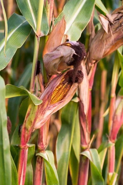 Mazorcas de maíz en un campo de maíz con granos de maíz maduros en el momento de la cosecha . —  Fotos de Stock