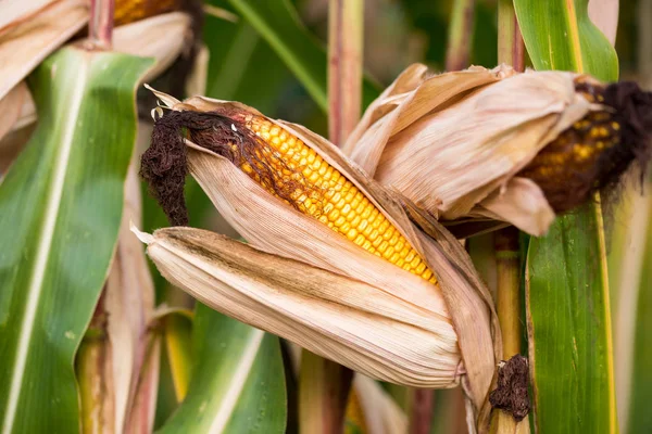 Maíz maduro en mazorcas de maíz poco antes de la cosecha . —  Fotos de Stock