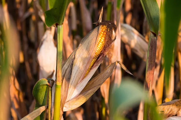 Maíz en la mazorca del campo de maíz justo antes de la cosecha . —  Fotos de Stock