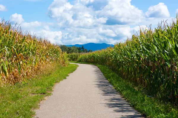 Paesaggio con un sentiero rurale in mezzo a campi di mais contro un cielo blu con nuvole . — Foto Stock