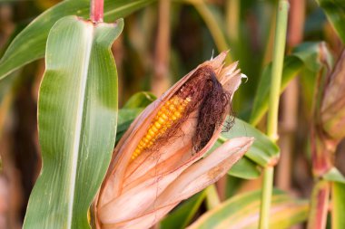 Olgun sarı mısır çekirdekleri Mısır hasat hemen önce sahada.