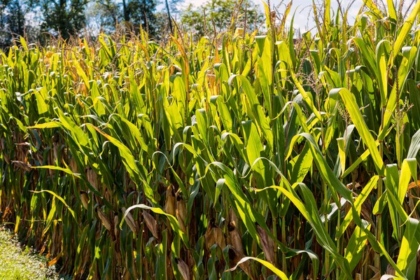 Vista a lo largo de un campo de maíz a la luz del sol a finales de verano . —  Fotos de Stock