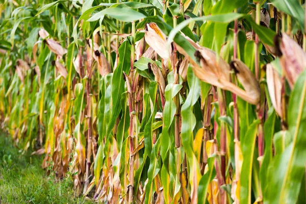 Vista a lo largo de un campo de maíz con hojas verdes y mazorcas de maíz maduras . —  Fotos de Stock