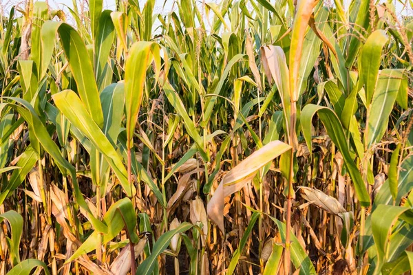 Vista de un campo de maíz con mazorcas de maíz maduradas al sol antes de la cosecha . —  Fotos de Stock