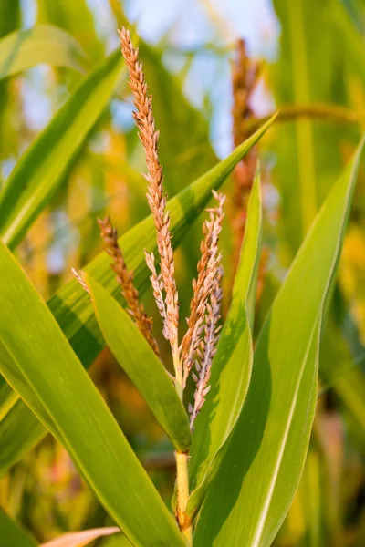 Primer plano de las espigas de maíz en las plantas de maíz a finales de verano en un campo de maíz . —  Fotos de Stock