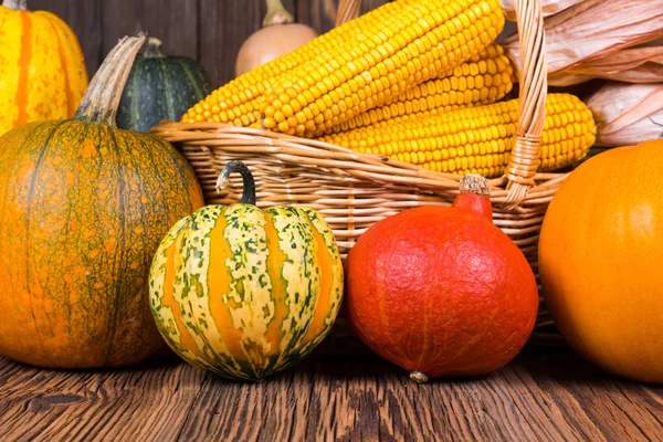 Autumn harvest festival pumpkins in front of a basket with corn cobs on a rustic wooden background — Stock Photo, Image