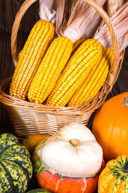 Bir sepet mısır koçanı ve eski bir rustik ahşap arka plan üzerinde farklı renkli kabak ile dolu ile sonbahar Şükran güdü
