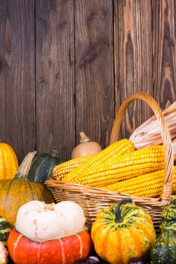 Bir sepet mısır koçanı ve resmi kopya alanı üst bölgede eski bir rustik ahşap zemin üzerine farklı renkli kabak ile dolu ile sonbahar Şükran güdü