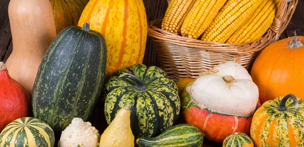 Autumn Thanksgiving motive with a basket full with corn cobs and different colorful pumpkins on a rustic wooden background — Stock Photo, Image
