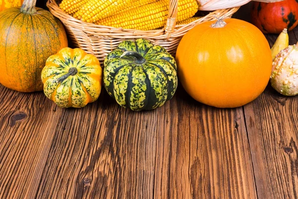 Autumn harvest festival motive with two different gorgonzola pumpkins and others in front of a basket with corn cobs on a rustic wooden background with copy space in the lower area of the picture — Stock Photo, Image