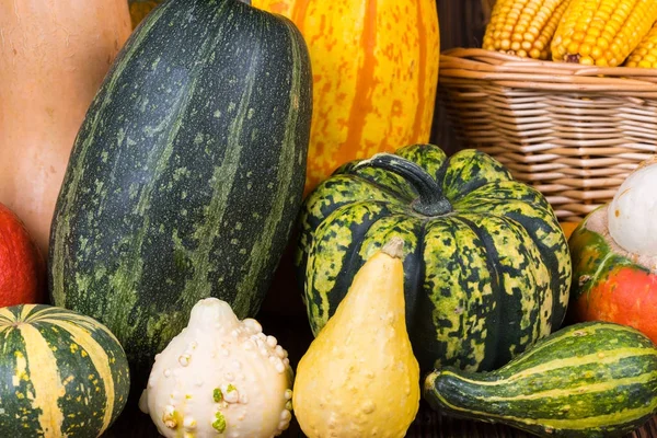 Autumn Thanksgiving motive with a basket full with corn cobs and different colorful pumpkins on a rustic wooden background — Stock Photo, Image