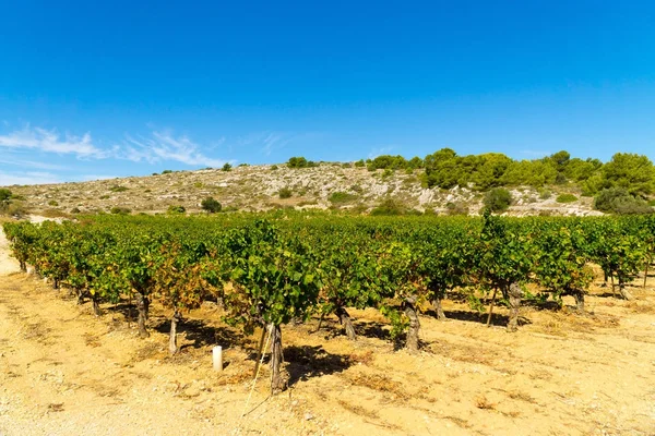 Vista das vinhas no campo a partir da pequena cidade francesa de Gruissan, no sul da França — Fotografia de Stock