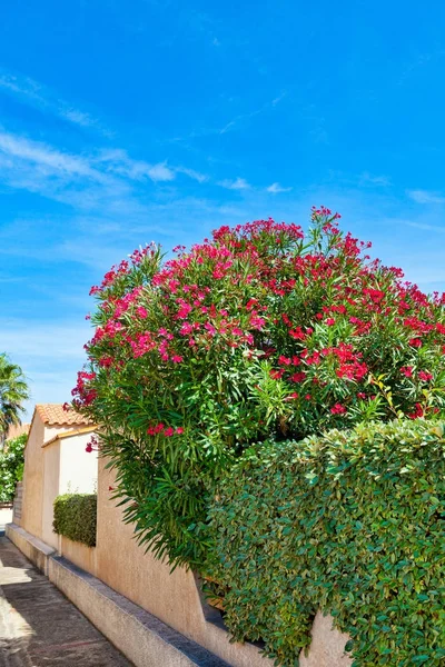 Sebe com grande arbusto colorido de uma casa de férias em Les Ayguades, perto do sul da cidade francesa de Gruissan — Fotografia de Stock