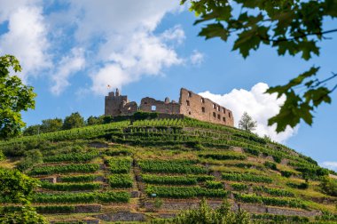 Üzüm bağlarına gömülmüş Staufen im Breisgau 'daki şatonun harabelerinin manzarası