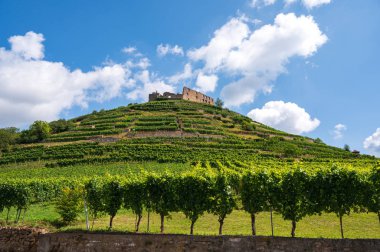 Staufen im Breisgau 'daki şatonun harabeleri parlak mavi bir gökyüzünün önündeki üzüm bağlarıyla çevrili.