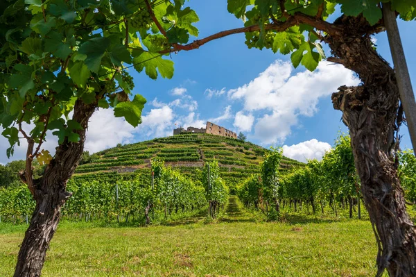 View Two Vines Ruins Castle Staufen Breisgau Front Bright Blue — Stock Photo, Image