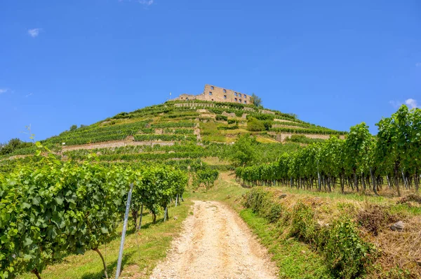 Bella Vista Sulle Rovine Del Castello Staufen Breisgau Circondato Vigneti — Foto Stock