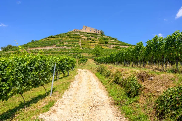 Vedere Frumoasă Ruinelor Castelului Din Staufen Breisgau Înconjurat Podgorii Fața — Fotografie, imagine de stoc