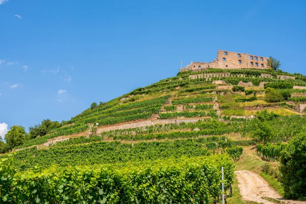 Beautiful View Ruins Castle Staufen Breisgau Surrounded Vineyards Front Bright — Stock Photo, Image