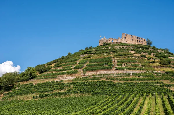 Beautiful View Ruins Castle Staufen Breisgau Surrounded Vineyards Front Bright — Stock Photo, Image