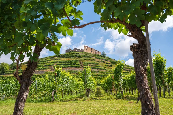 View Two Vines Ruins Castle Staufen Breisgau Front Bright Blue — Stock Photo, Image