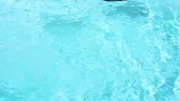 一只黑鸭和一只白橡胶鸭在夏日阳光下清澈清澈的池水上来回漂浮 — 图库视频影像
