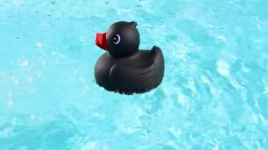 A single Black Rubber Duck is swimming on crystal clear pool water