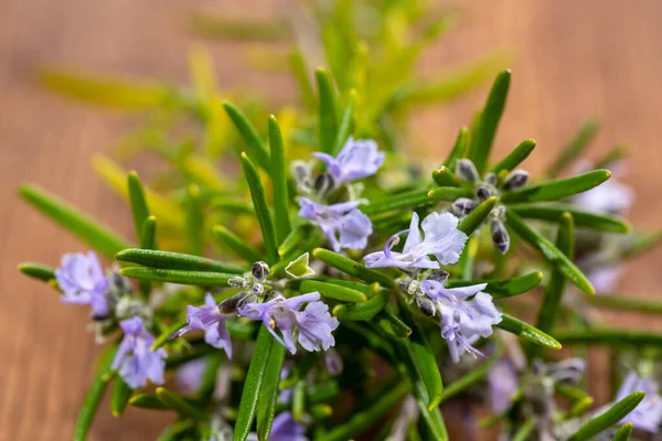 Extreme Close View Fresh Purple Blooming Rosemary Twigs Rustic Wooden — Stock Photo, Image