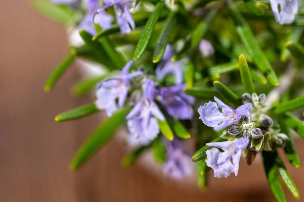 Vista Ravvicinata Estrema Ramoscelli Rosmarino Fresco Viola Fiore Uno Sfondo — Foto Stock