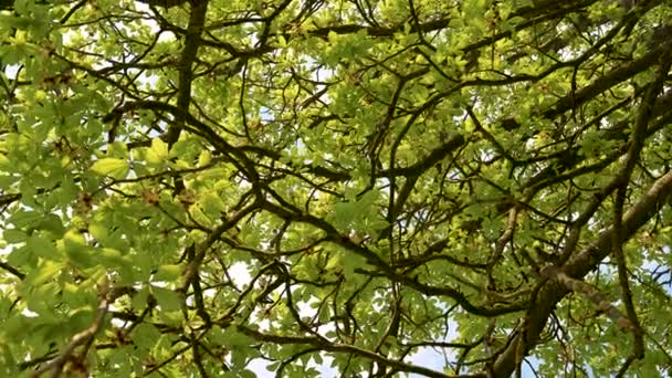 Colpo Rotante Sotto Albero Castagno Con Giovani Germogli Germogli Primavera — Video Stock