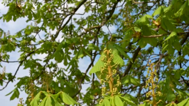 Gros Plan Jeunes Bourgeons Sur Châtaignier Soufflent Dans Vent — Video