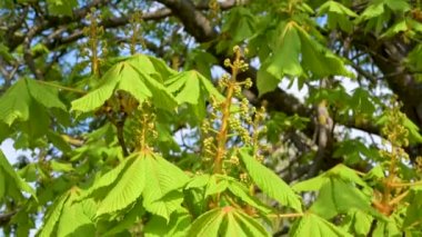 Kestane ağacındaki genç tomurcuklara yakın çekim ve baharda aşağıdan yukarıya kestane ağacına izleme çekimi.