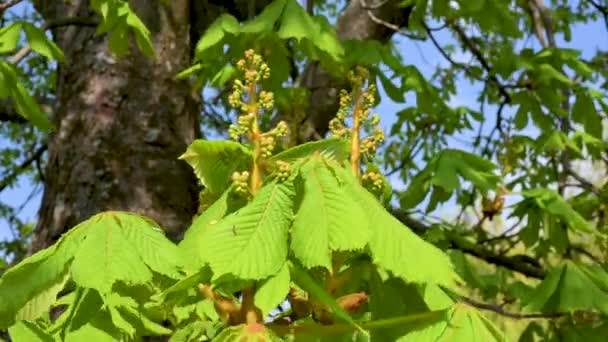 Gros Plan Jeunes Bourgeons Sur Châtaignier Soufflent Dans Vent — Video