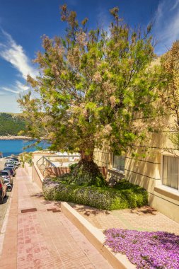 İspanya 'nın Balear Adası' nda, Akdeniz manzaralı Cala Ratjada yakınlarındaki dev bir ağacı olan cadde.