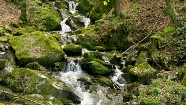 在美丽的风景中 黑色森林中的一个小瀑布的缓慢运动 — 图库视频影像