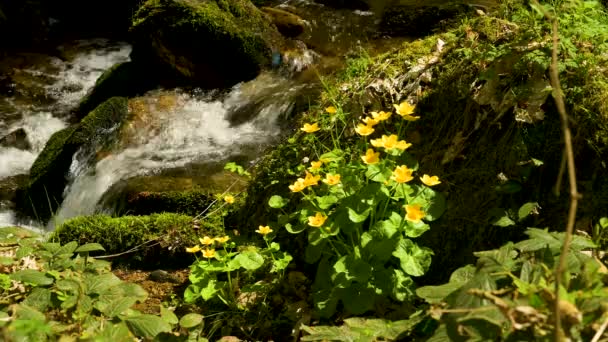 Närbild Ett Litet Vattenfall Schwarzwald Med Gula Blommor Förgrunden — Stockvideo