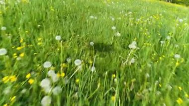 Kara Orman 'da çok sayıda düğün çiçeği ve karahindiba çiçekli ve İHA' nın gölgesi altında çok güzel bir bahar çayırının üzerinde uç derin bir uçuş.