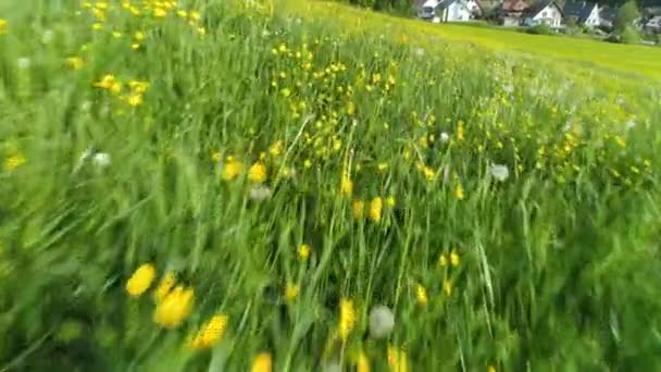 Extremer Tiefflug Über Eine Schöne Frühlingswiese Schwarzwald Mit Vielen Ranunkeln — Stockvideo