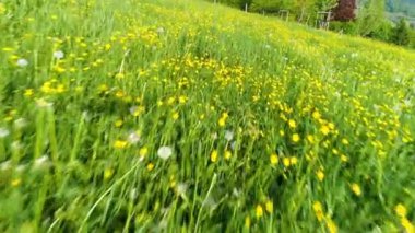 Kara Orman 'da çok sayıda düğün çiçeği ve karahindiba çiçekli ve İHA' nın gölgesi altında çok güzel bir bahar çayırının üzerinde uç derin bir uçuş.