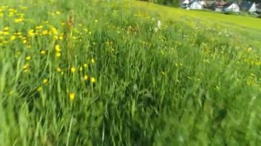 Kara Orman 'da harika bir bahar çayırının üzerinde bir sürü düğün çiçeği ve karahindiba çiçeğiyle son derece derin bir uçuş.