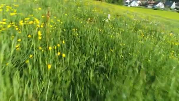 在黑森林里一个美丽的春天的草地上 有许多蝴蝶和蒲公英的花朵 在空中飞来飞去 飞得极深 — 图库视频影像