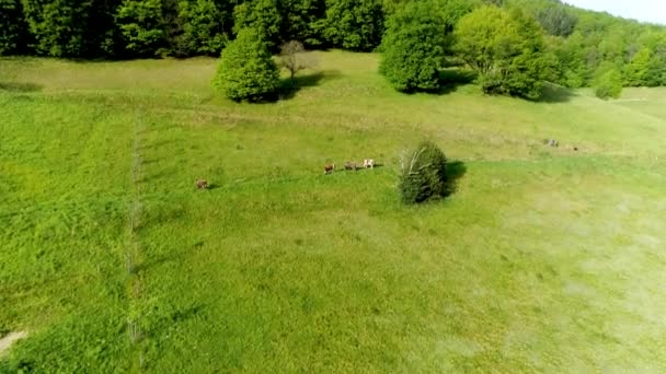 Kara Orman Arka Planda Otlayan Inekler Ağaçlarla Dolu Bir Çayırda — Stok video