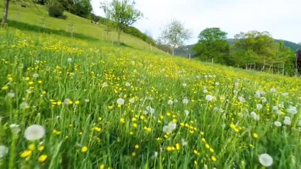 Extremer Tiefflug Über Eine Wunderschöne Frühlingswiese Schwarzwald Mit Vielen Ranunkeln — Stockvideo
