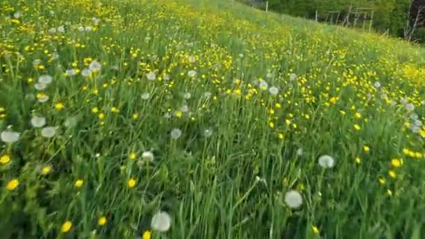 Extreme Deep Aerial Flight Beautiful Spring Meadow Black Forest Many — Stock Video