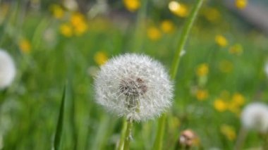 Rüzgardaki yeşil bir çayırda karahindiba resmi.