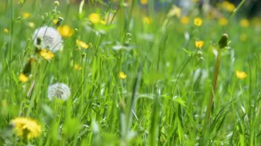 Rüzgarda karahindiba, düğün çiçeği ve yeşil otlarla bezenmiş yemyeşil bir çayıra yakın.