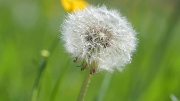 Extreme Makroaufnahme Eines Löwenzahns Auf Einer Grünen Frühlingswiese Wind — Stockvideo