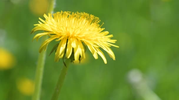 Extreme Makroaufnahme Einer Gelben Löwenzahnblüte Auf Einer Grünen Frühlingswiese Wind — Stockvideo